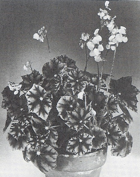 B. ‘Kifujin’